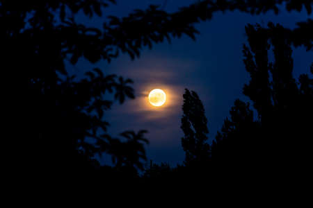full moon in the night sky among the trees