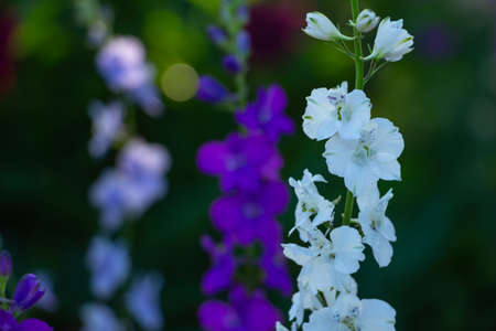 Larkspur Delphinium Consolida Rocket, close-up of blue and purple wildflowersの写真素材