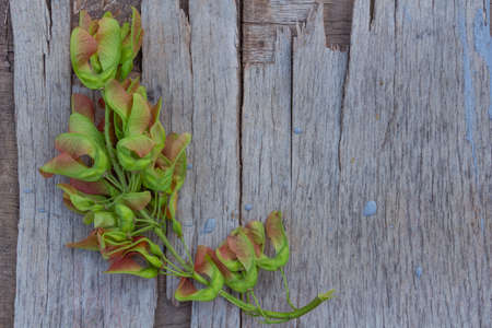 ash branch on wood old background, retro background, space for text, copy spaceの写真素材