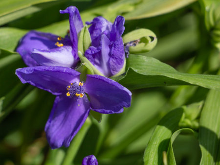 Virginia Tradescantia, close-up of a lilac flowerの写真素材