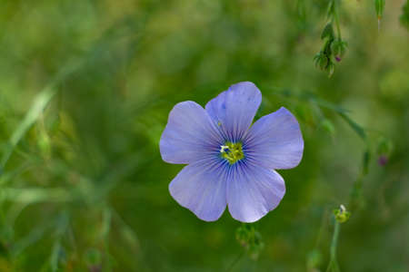 Flax flowers on a flower bed close up, blue flowers