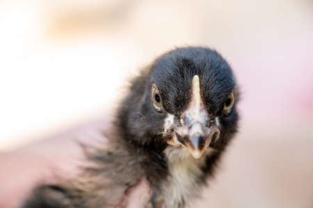 portrait of cute black and gray chicken, farm animalの写真素材