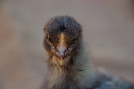 portrait of cute black and gray chicken, farm animalの写真素材