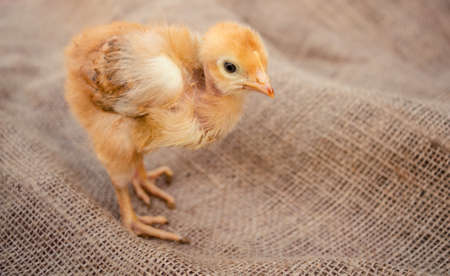 cute red chicken on burlap background, farmingの写真素材