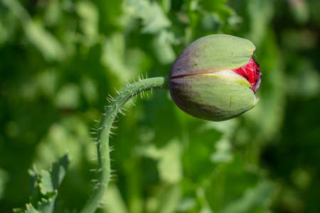 graceful bud of red poppies in the meadow, beautiful flowers for a loved oneの写真素材