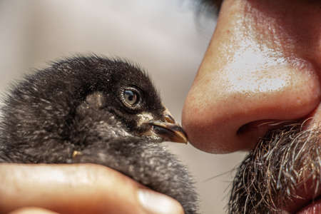 Little black chick kisses a mans nose with a beakの写真素材