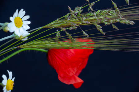 floral arrangement of red poppies, daisies, cornflowers and wildflowers on a black backgroundの写真素材