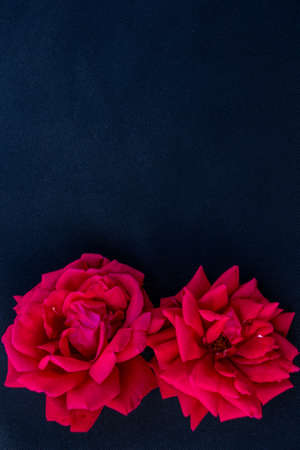 rosebuds on black background, flower arrangement flat lay place for text copy spaceの写真素材
