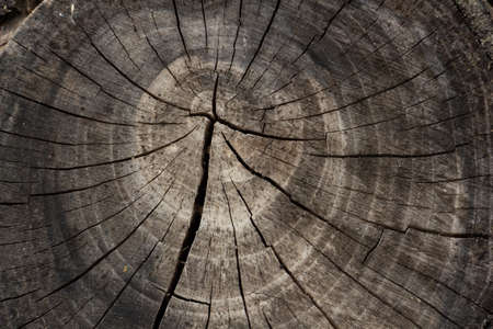 cross section of a tree, old tree stump with century-old rings