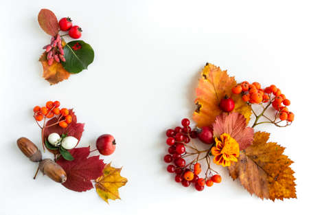 Autumn composition, dried leaves, berries on white background, thanksgiving day concept. Flat lay, top view, copy spaceの写真素材