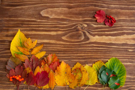 Autumn composition, colorful autumn leaves on wooden background. Flat lay, top view, copy spaceの写真素材