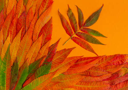 Autumn composition, colorful autumn leaves on orange background. Flat lay, top view, copy spaceの写真素材