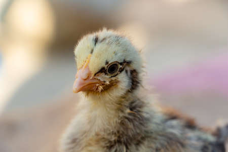 chick portrait, yellow chicken with black stripes and with eyeliner, farmingの写真素材