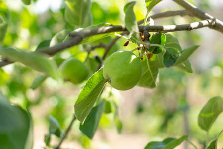 Green Braeburn apples on tree branches in the gardenの写真素材