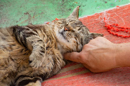 a young tabby cat lies in the yard in the sunの写真素材