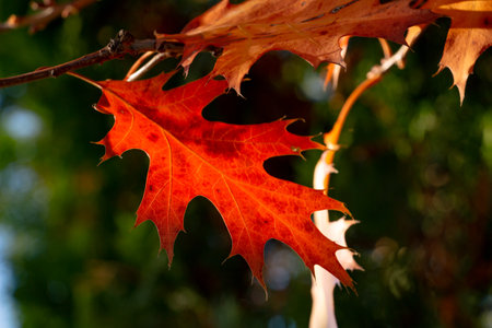 Background of colorful autumn leaves, bright autumn colors, fall, copy spaceの写真素材