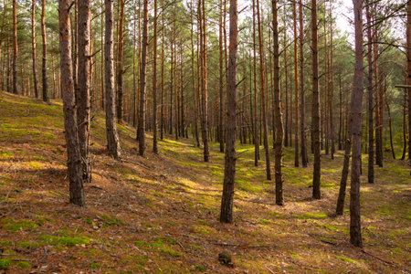 Beautiful autumn forest, old pine trees in the sun, fallの写真素材