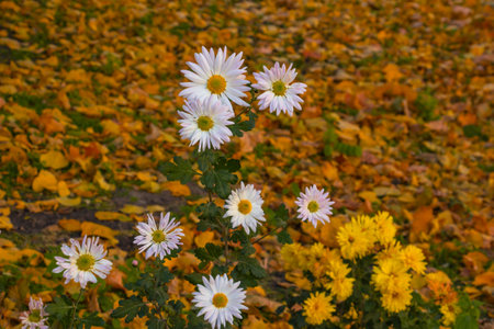 Beautiful autumn aster flowers in the park, colored leaves, autumn colors, fallの写真素材