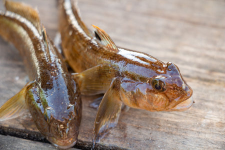 Fishing, two goby fishes close-up, fish catch