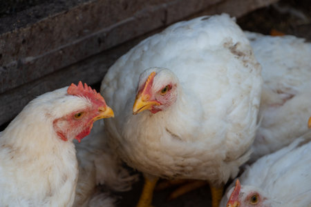 white broiler chickens in the farm yard, chickens communicate