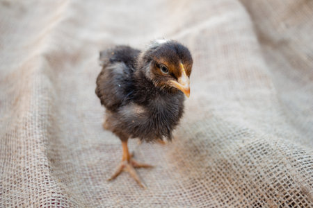Cute black and gray chicken, farm animalの写真素材