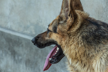 Close-up of a German shepherd, a faithful and reliable dog, dog profile