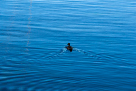 A duck floats on the blue water, duck swimming on the pondの写真素材
