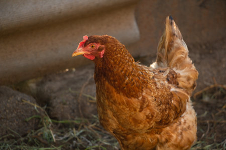 A red-haired chicken looks thoughtfully at the camera