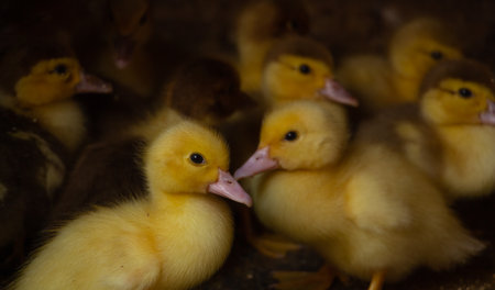 Little yellow ducklings, newborn ducklings, poultry farm, animal husbandry