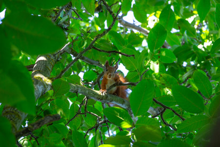 Red Squirrel Sitting Among Green Walnut Tree Branches