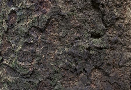 bark of tree textureの写真素材