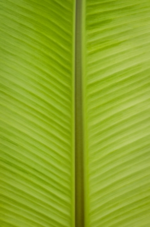 Banana leavesの写真素材