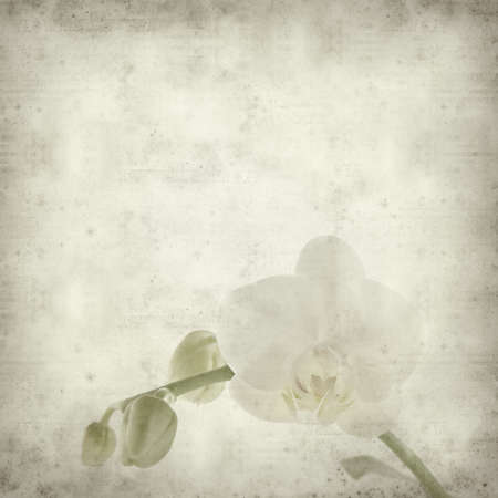 textured old paper background with white phalaenopsis orchid stem with one open flowerの写真素材
