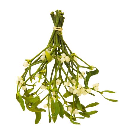 Viscum album (European Mistletoe; Common Mistletoe) tied up bunch with berries; isolated on white backgroundの写真素材