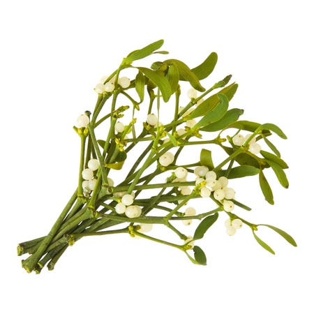 Viscum album (European Mistletoe; Common Mistletoe)  bunch up, with berries; isolated on white background;の写真素材
