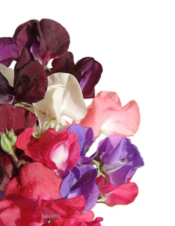 wet bouquet of sweet pea flowersの写真素材