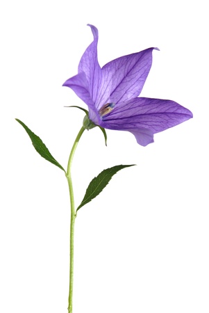 bellflowerの写真素材