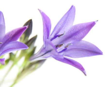 Brodiaea , clusterlilyの写真素材