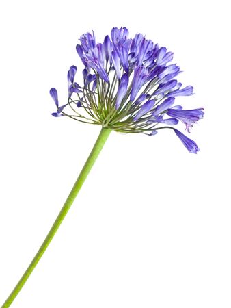 African lily ,Agapanthus africanus,の写真素材