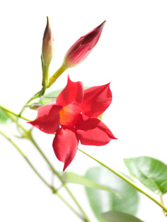 flowering Mandevilla (Dipladenia)の写真素材