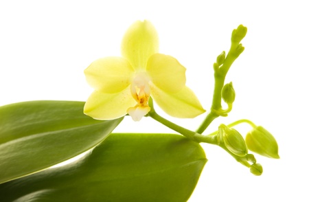 yellow phalaenopsis orchid plant; isolated on white, の写真素材