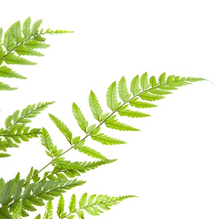 delicate light green fern leavesの写真素材