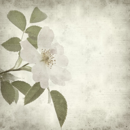 textured old paper background with dog roseの写真素材