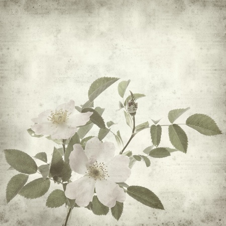 textured old paper background with dog roseの写真素材