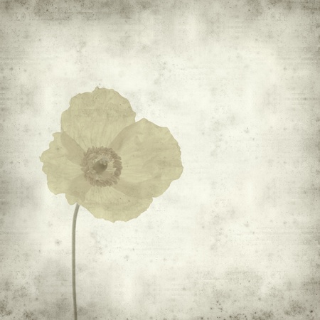 textured old paper background with welsh poppyの写真素材