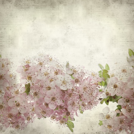 textured old paper background with hawthorn flowersの写真素材