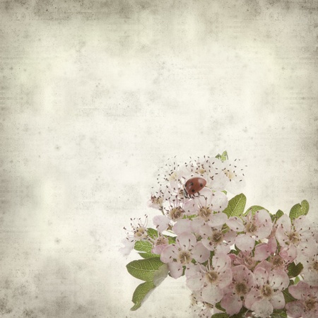 textured old paper background with hawthorn flowersの写真素材