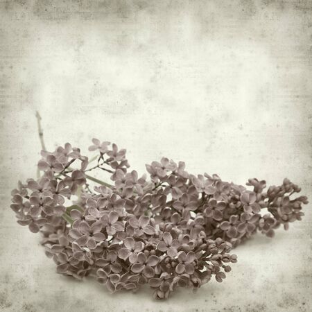 textured old paper background with purple lilac flowersの写真素材