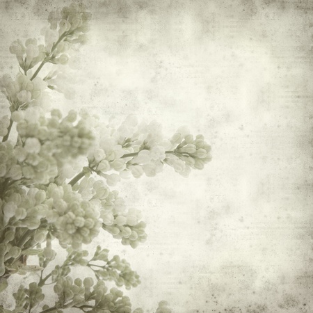 textured old paper background with white lilac の写真素材