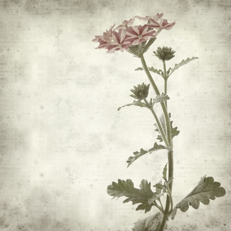 textured old paper background with pink garden verbenaの写真素材